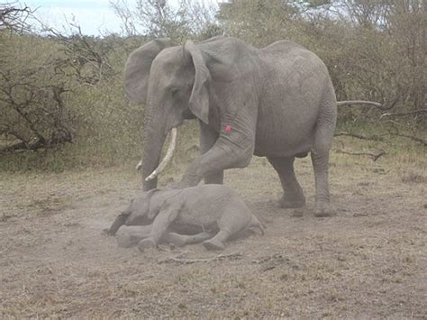Protective Mother Elephant Desperately Attempts To Revive Her