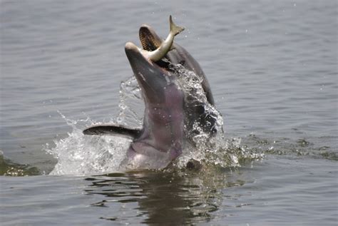 Bottlenose Dolphin Eating