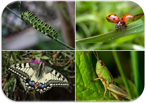 Le Caratteristiche Generali Degli Insetti Il Mondo Degli Animali