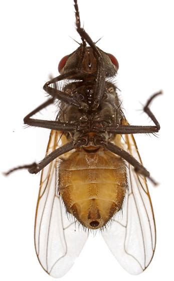House Fly Female Musca Domestica Bugguidenet