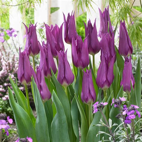 Tulip Purple Dream Mirror Garden Offers