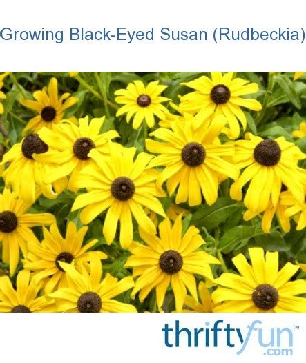Growing Black Eyed Susan Rudbeckia Thriftyfun