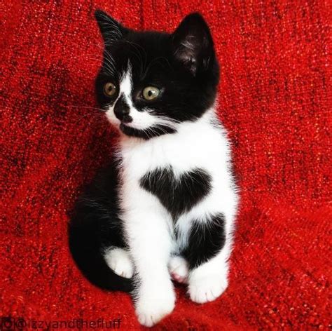 Cat Literally Wears Her Heart On Her Chest