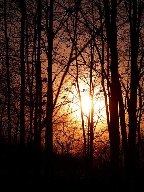 Sunset Forest Photography In The Woods At Night Orange Yellow Tree