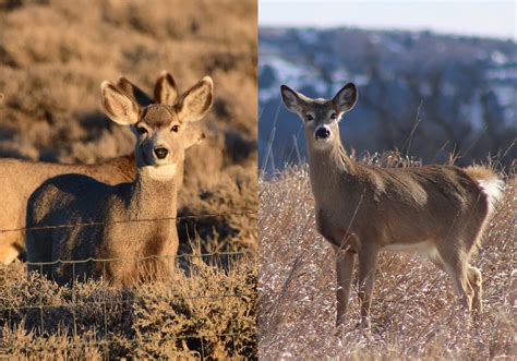 Mule Deer Vs Whitetail Deer How To Tell Them Apart Outdoor Life