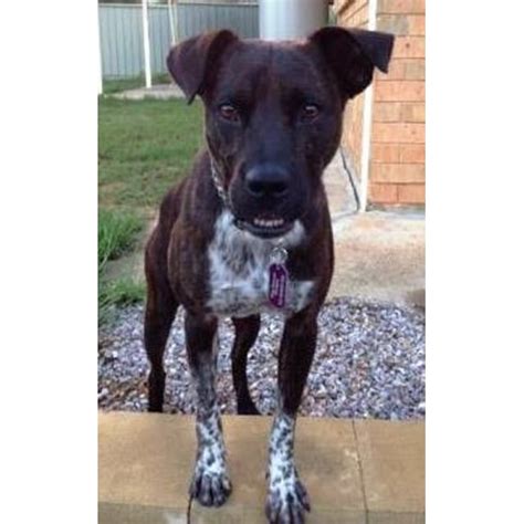 Australian cattle dog boxer mix. Louie ~ Boxer x Cattle Dog (On trial 29/4/17) - Medium ...