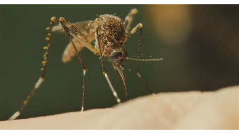 Second Case Of West Nile Virus Confirmed By State Officials