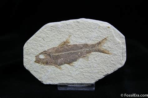 Nicely Preserved 3 Inch Green River Fossil Fish 791 For Sale