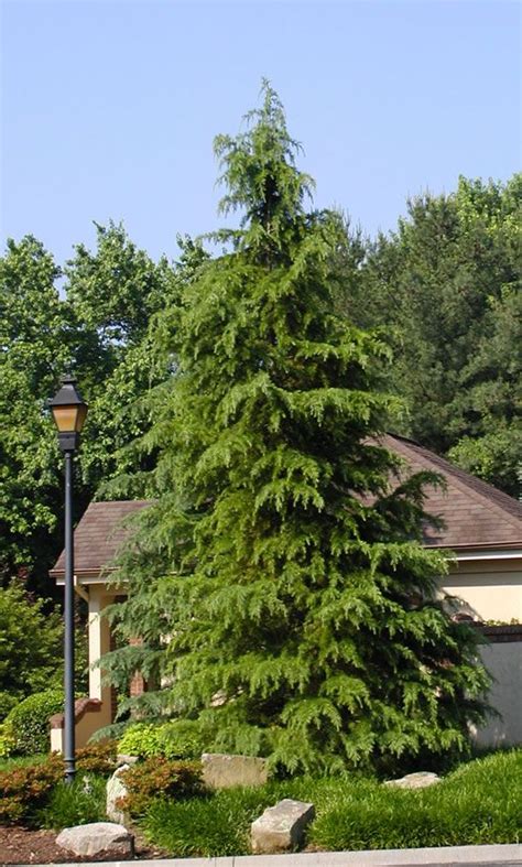 Dedora Cedar Cedar Trees Plants Buy Plants Online