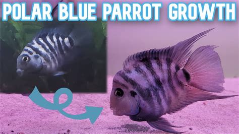 Polar Blue Parrot Cichlid Growth Timelapse Juvenile To Adult Youtube