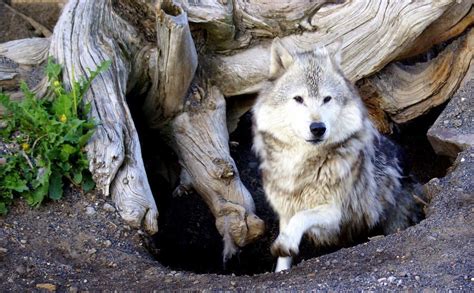 Wolfs Den Wolf Wolf Den Animals Beautiful