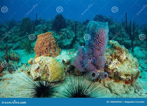 Colorful Corals Sponges And Sea Fans In Caribbean Sea With Sun