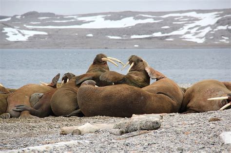 Browse the user profile and get inspired. Das Walross (Odobenus rosmarus) | Tiernah