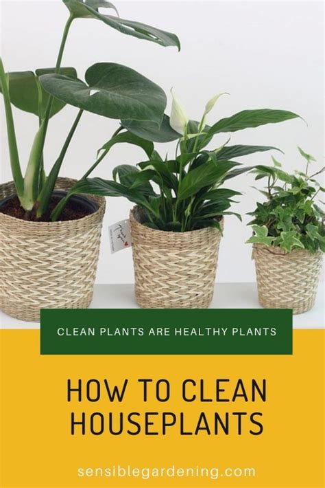 How To Clean Houseplants Healthy Plants Plants Houseplants