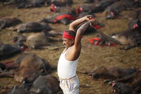 El Mayor Ritual De Sacrificio De Animales Del Mundo Foto 10 De 10