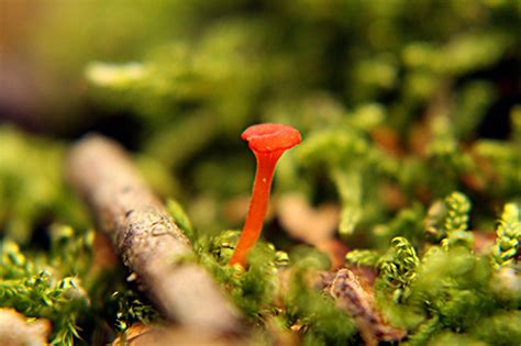 Tiny Orange Mushroom