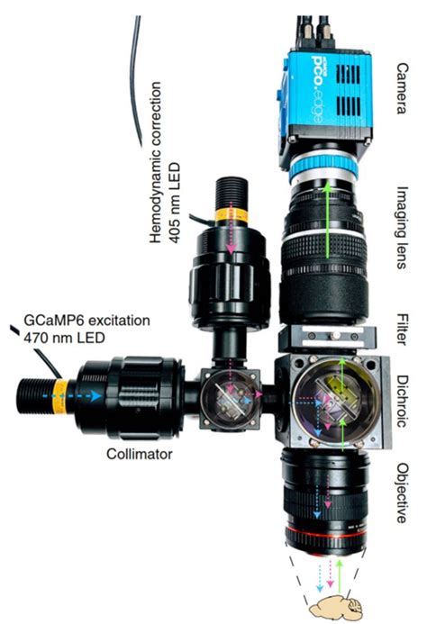 O8 Tandem Lens Macroscope Configuration Scientific Imaging Inc