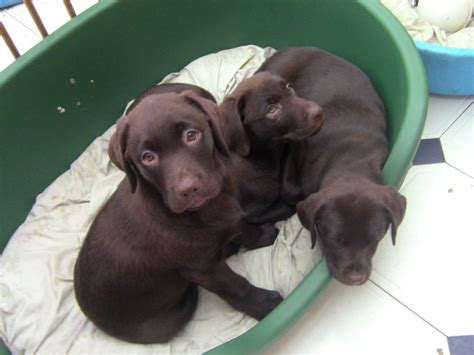 Puppyfinder.com is your source for finding an ideal labrador retriever puppy for sale near colorado springs, colorado, usa area. Labrador Retriever Puppies For Sale | New York, NY #229326