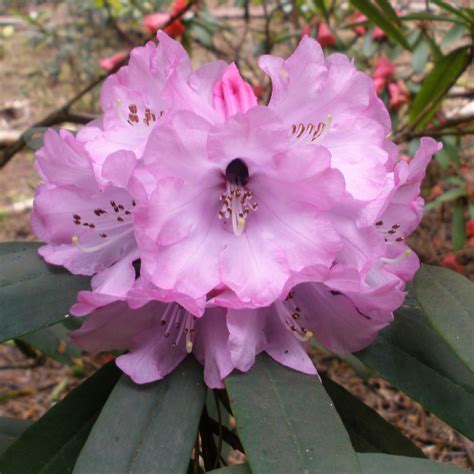 Rhododendron Anthosphaerum Lidiping 3250m Species Rhododendrons