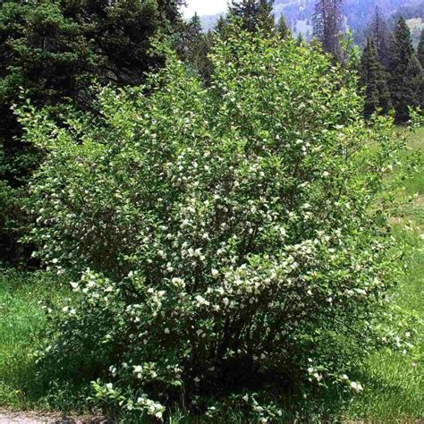 Saskatoon serviceberry is a native shrub or small tree found growing along the pacific coast from alaska to california. Buy Saskatoon Serviceberry (Amelanchier Alnifolia) 15 ...