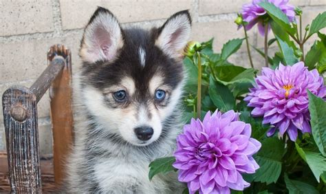 They are always said to be 'a box of chocolates' since they vary in appearances. Pomeranian Husky (Pomsky): Price, Pictures, Breeders ...