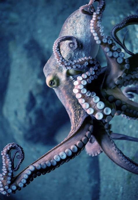 Pin By Robbert Land On Turning Tide Beautiful Sea Creatures Octopus