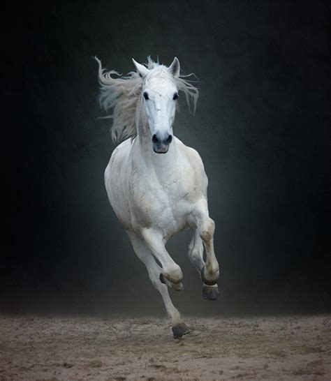 Portuguese White Lusitano Horse Photograph By Christiana Stawski Fine