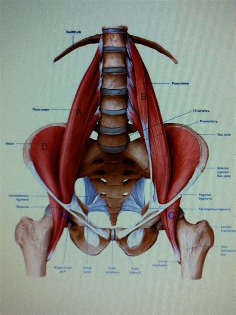 Almost every muscle constitutes one part of a pair of identical bilateral. Hip Flexor Muscle Groups Decrease Returned Ache - The Hip ...