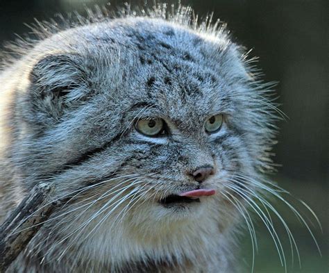 The Manul Cat Is The Most Expressive Cat In The World Manul Cat