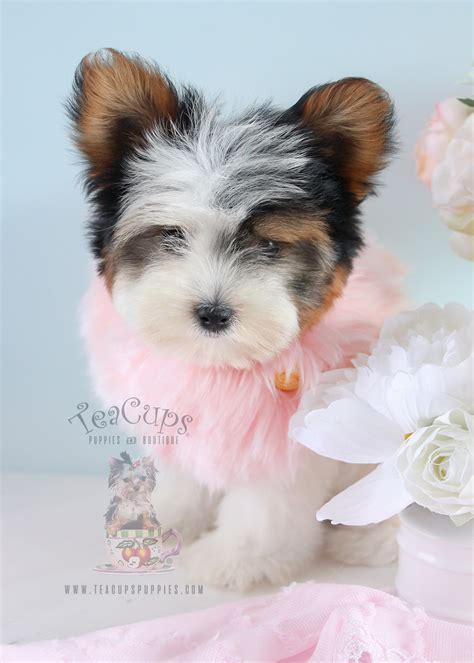 Looking for yorkshire terrier puppies? Browse Teacup Yorkies and Yorkie Puppies for Sale at ...