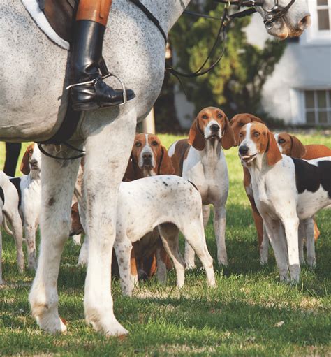 American Foxhound Dog Breed Info Pictures Facts Traits And More Dogster