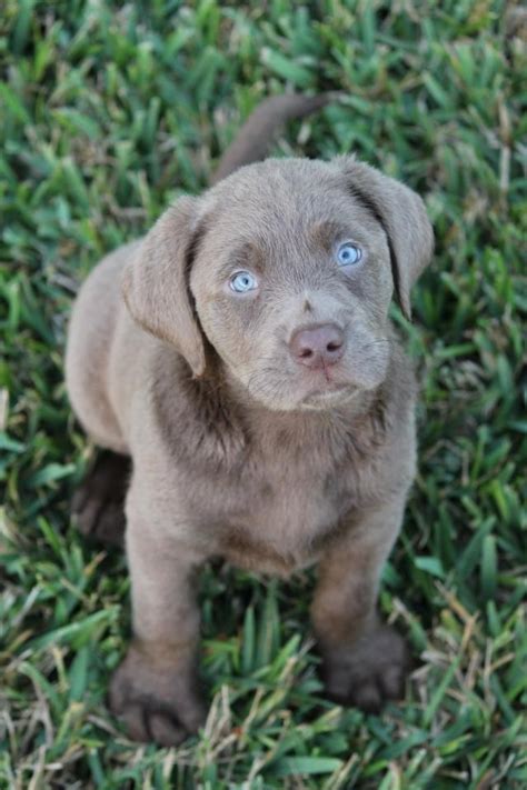 9 Week Old Silver Lab Silver Lab Puppies Lab Puppies Puppies