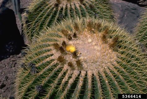 Barrel Cactus Ferocactus Spp Caryophyllales Cactaceae