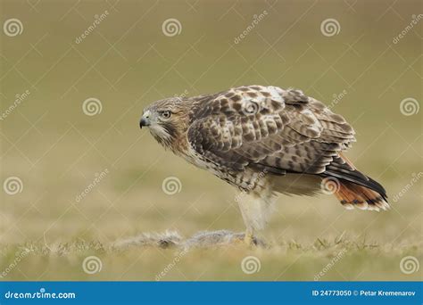 Red Tailed Hawk With Prey Stock Photo Image Of Hawk 24773050