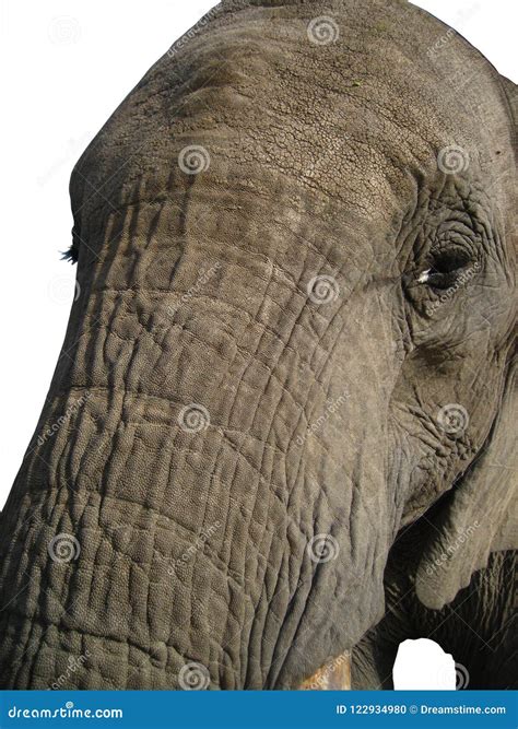 African Elephant Face Trunk Very Close Up Isolated On White Stock Photo