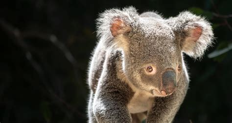 Koala Los Angeles Zoo And Botanical Gardens