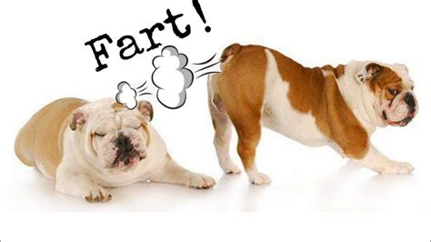 Funniest Dog Farting Funny Dog Farting Videos Compilation Dog Farts