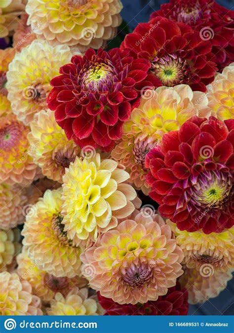 Beautiful Multicolored Bouquets Of Dahlias Grown In The Summer Garden