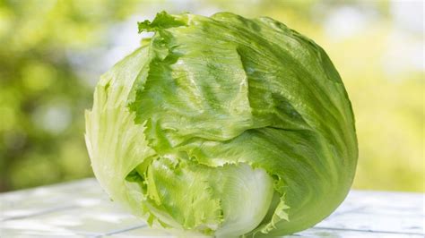 Whats The Difference Between Cabbage And Lettuce