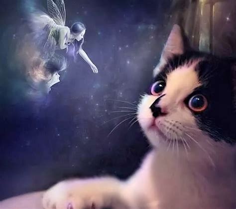 Cat And Fairy Cute Fairy Fantasy Cat HD Wallpaper Peakpx