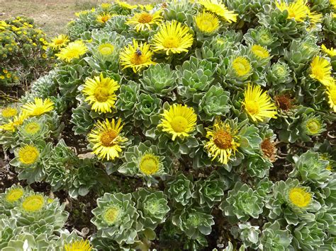Flowers best in full sun little yellow flowers/succulent/Fuerteventura