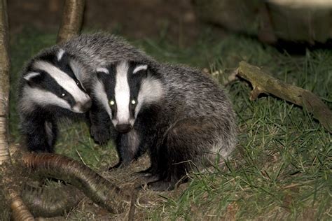 Badger Cull Could Be Extended In Somerset And Gloucestershire The