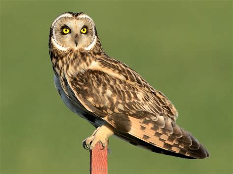 Short Eared Owl Ebird