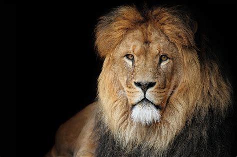 Fonds Decran Fauve Lions Voir Animaux Télécharger Photo