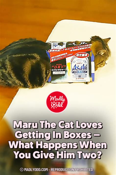 Pin Maru The Cat Loves Getting In Boxes What Happens When You Give