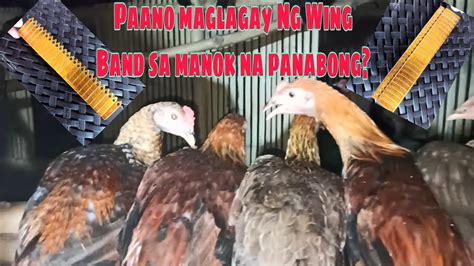 Paano Maglagay Ng Wing Band Sa Mga Manok Na Panabong Youtube