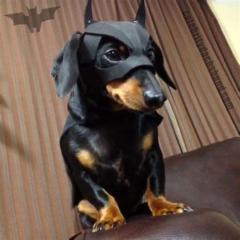 Halloween Dachshund Costumes And Update From Crusoe The Celebrity