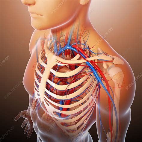 Chest Anatomy Artwork Stock Image F0059117 Science Photo Library