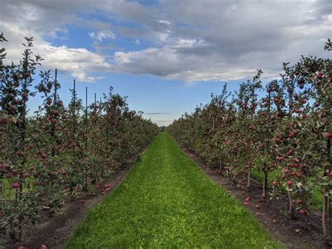Jonamac Orchard In Illinois Has Apple Picking And Apple Wine