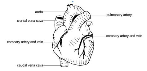 You can see your chest and ab muscles, so you can't be blamed for wanting to train them more. Anatomy and Physiology of Animals/Cardiovascular System ...